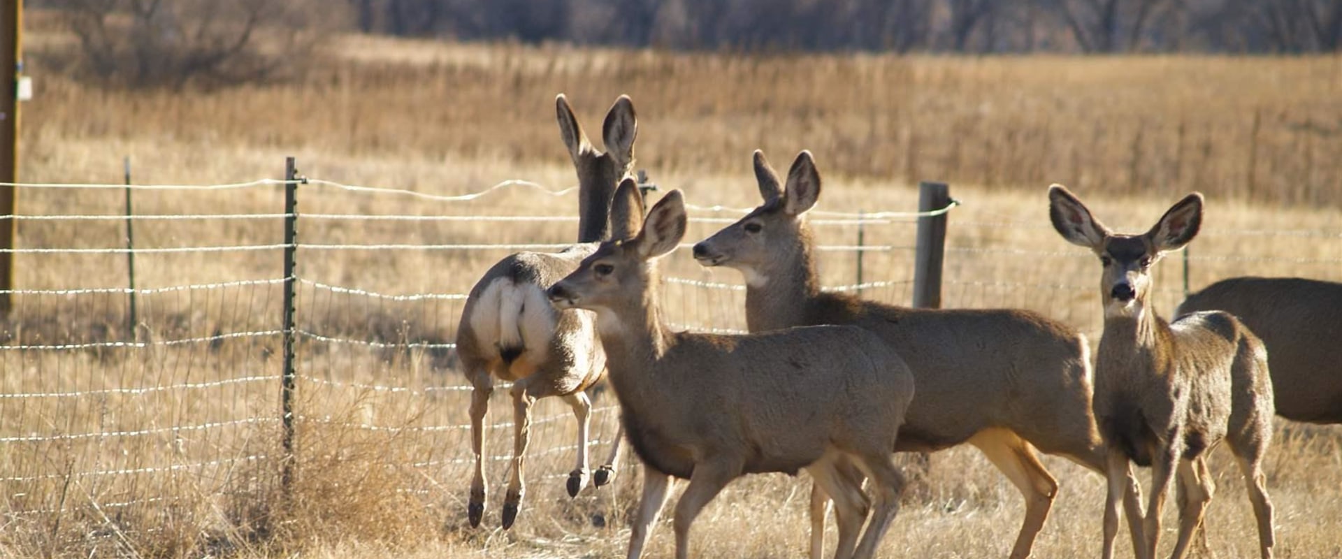 Engaging Canadians in Wildlife Conservation Efforts: A Comprehensive Guide