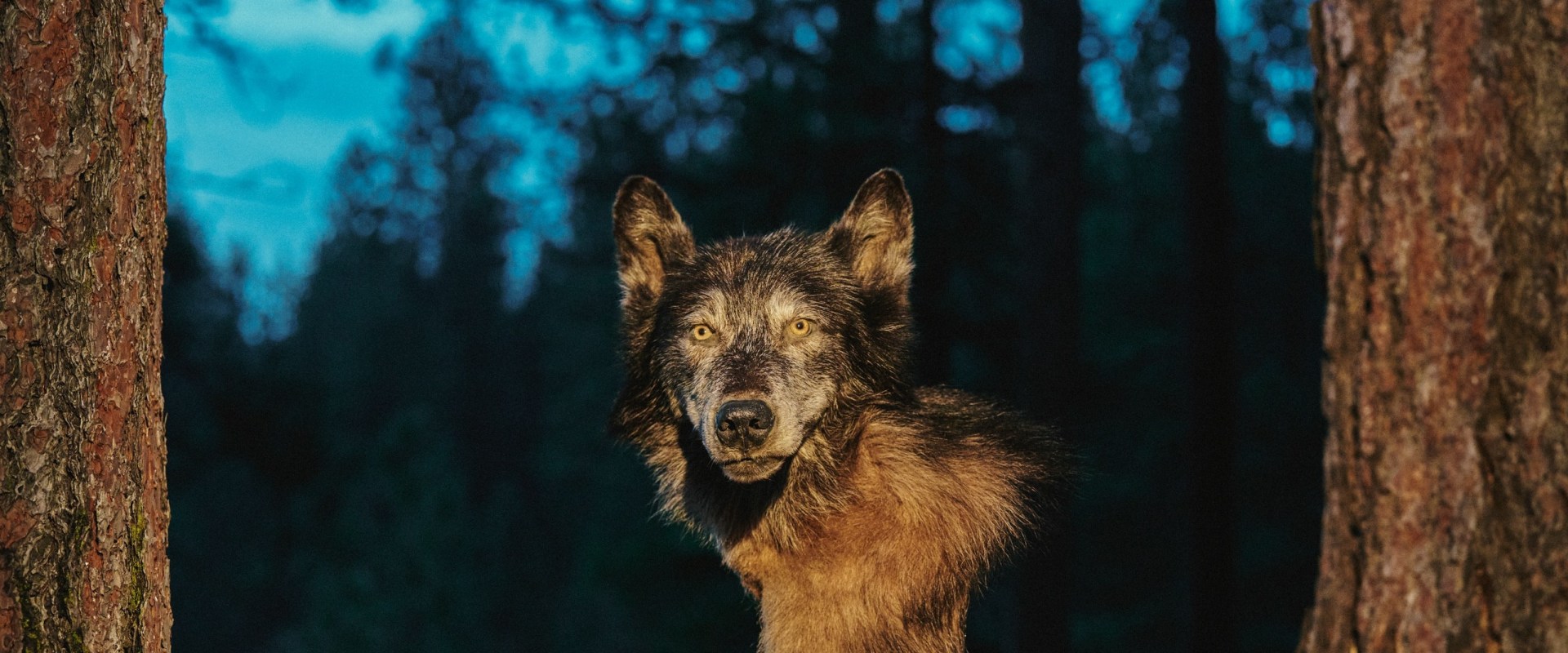 Using Digital Media to Reach Canadian Wildlife Campaigns' Target Audiences