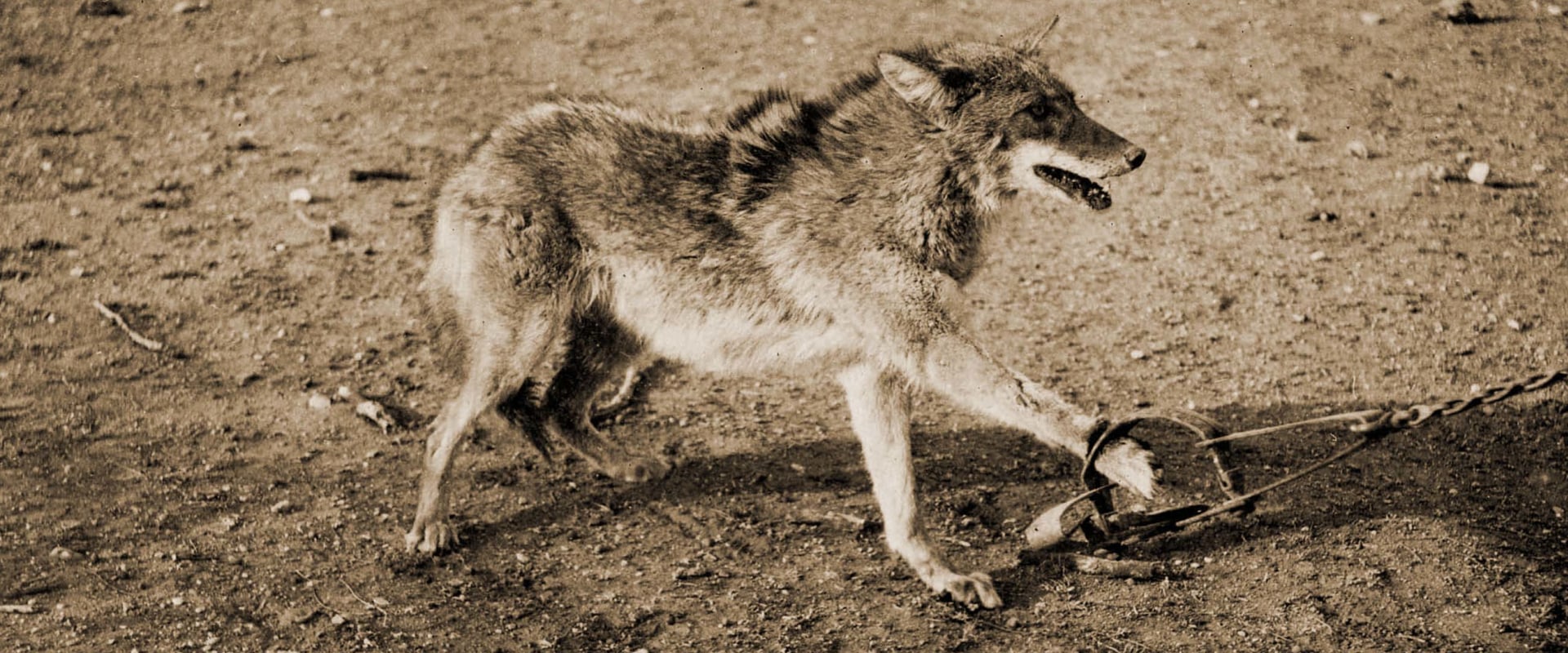Rewards for Participating in Canadian Wildlife Campaigns: A Guide