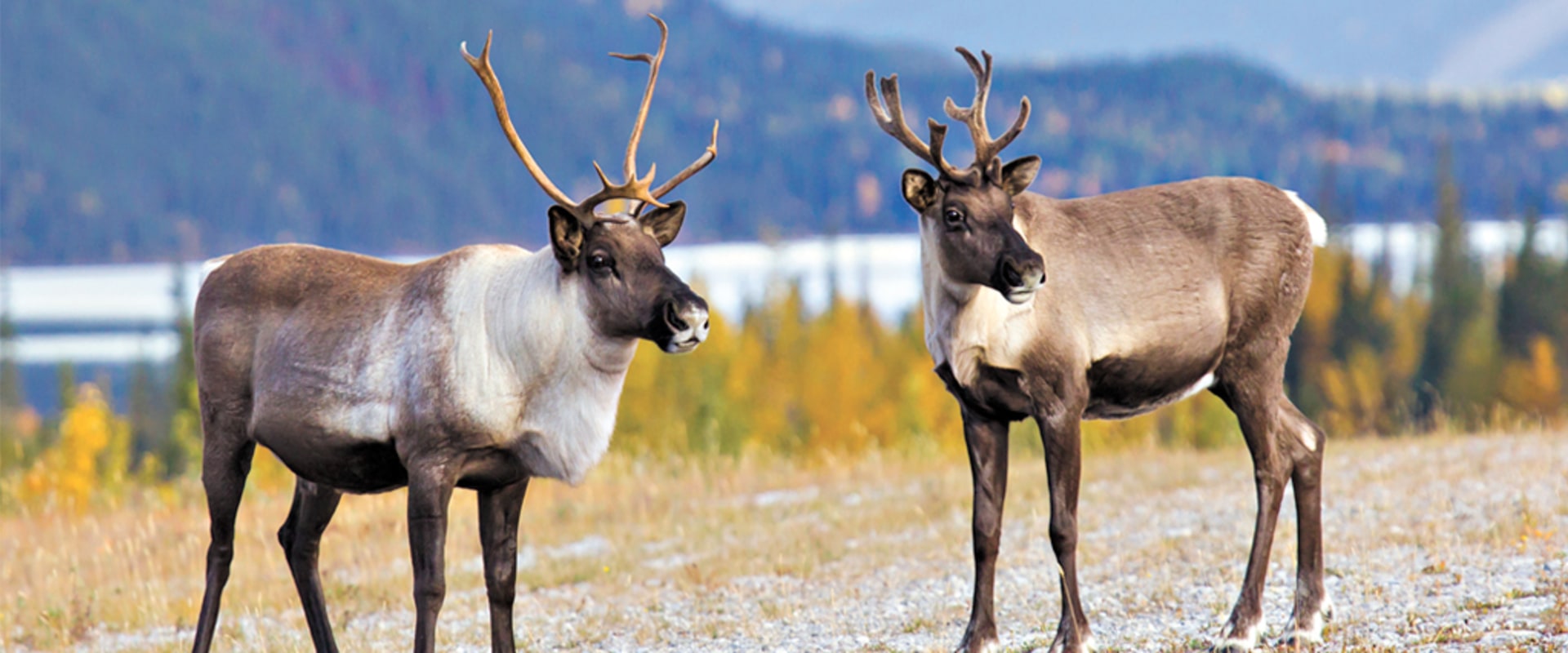 Protecting Canada's Iconic Species: The Importance Of Wildlife Campaigns