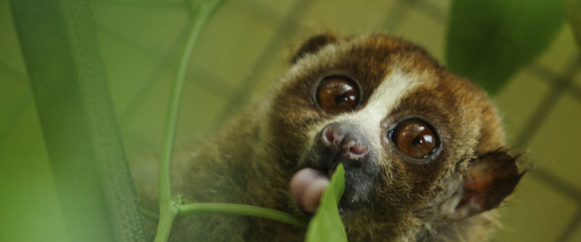 Raising Awareness for Canadian Wildlife: Exploring Different Types of Media