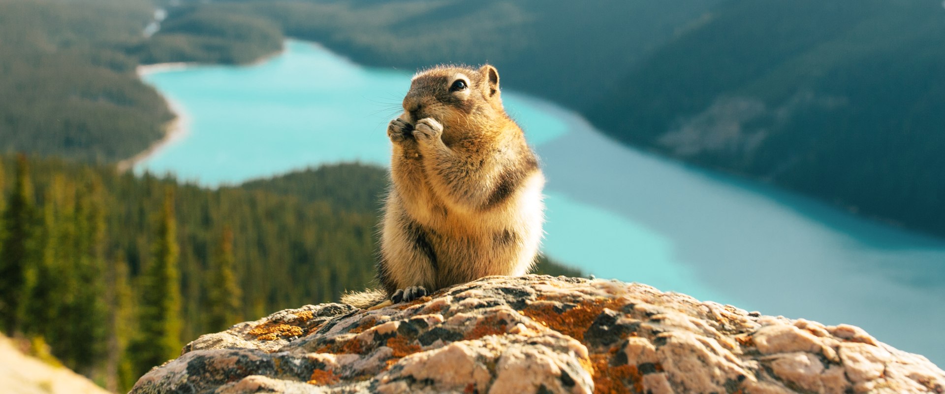 The Essential Role of Canadian Wildlife