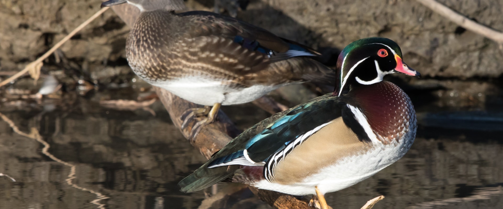 Making a Difference for Canadian Wildlife Through Events