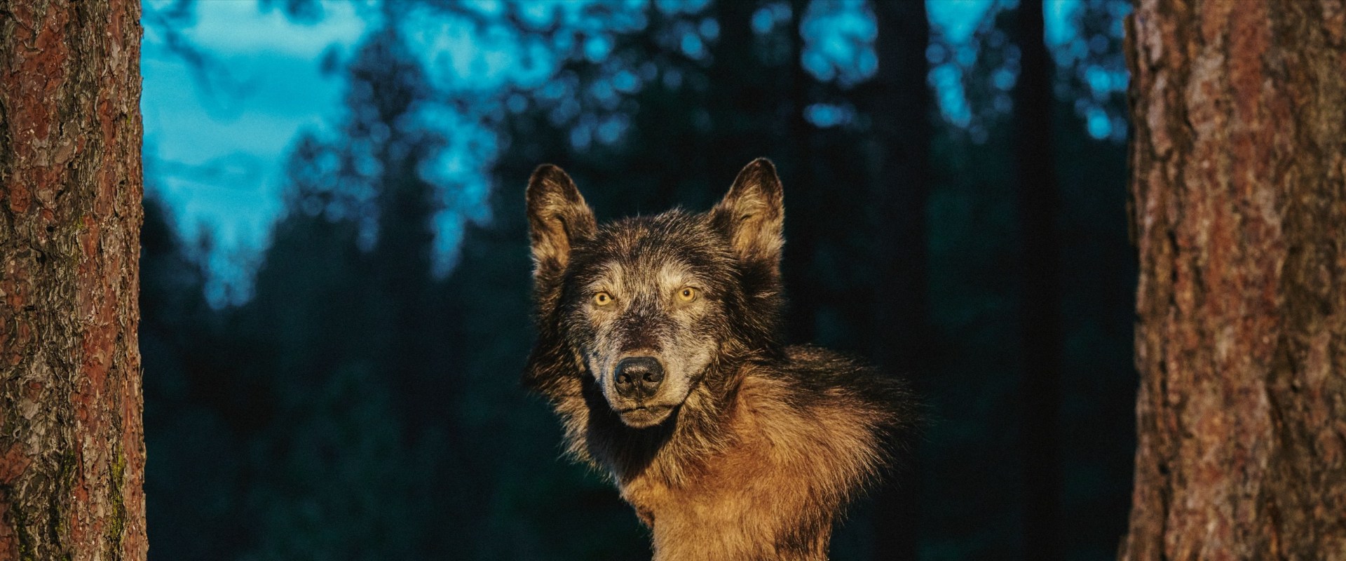 Using Direct Mail to Reach Canadian Wildlife Campaigns' Target Audiences