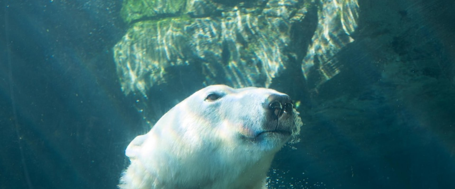 Protecting Canadian Wildlife: Organizations and Campaigns