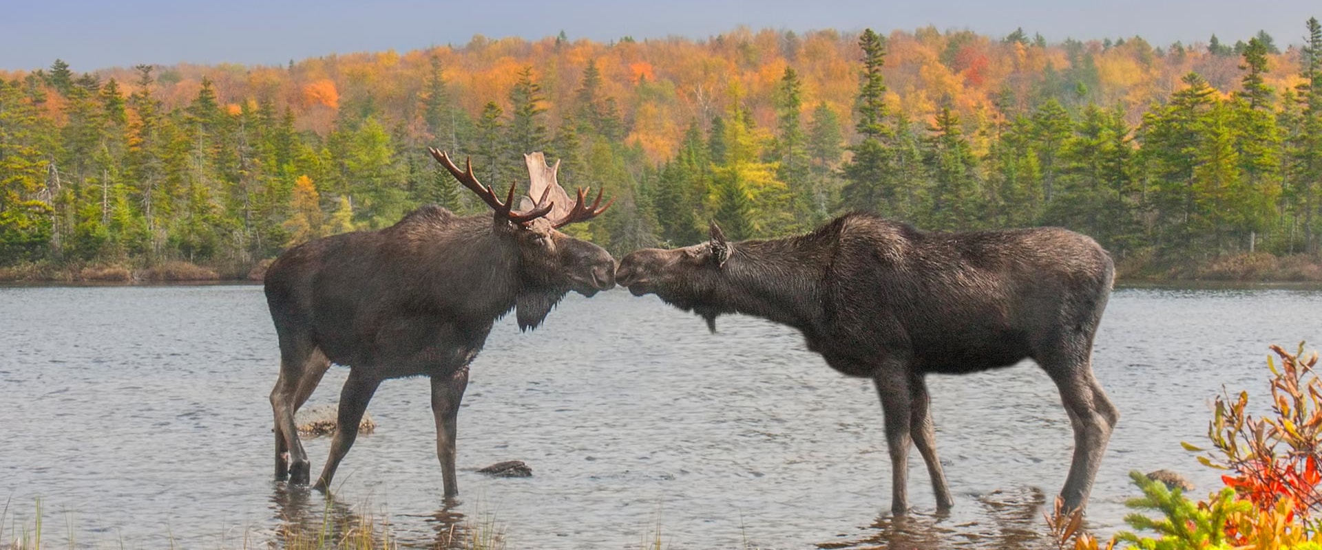 Protecting Canada's Wildlife: Strategies Used in Canadian Wildlife Campaigns