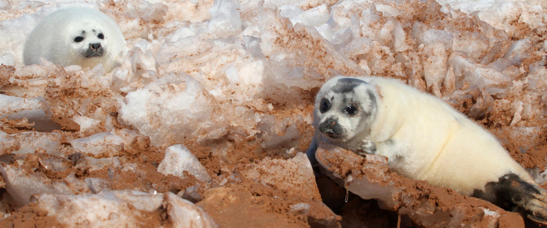 Protecting Canada's Wildlife: Research and Campaigns for Conservation
