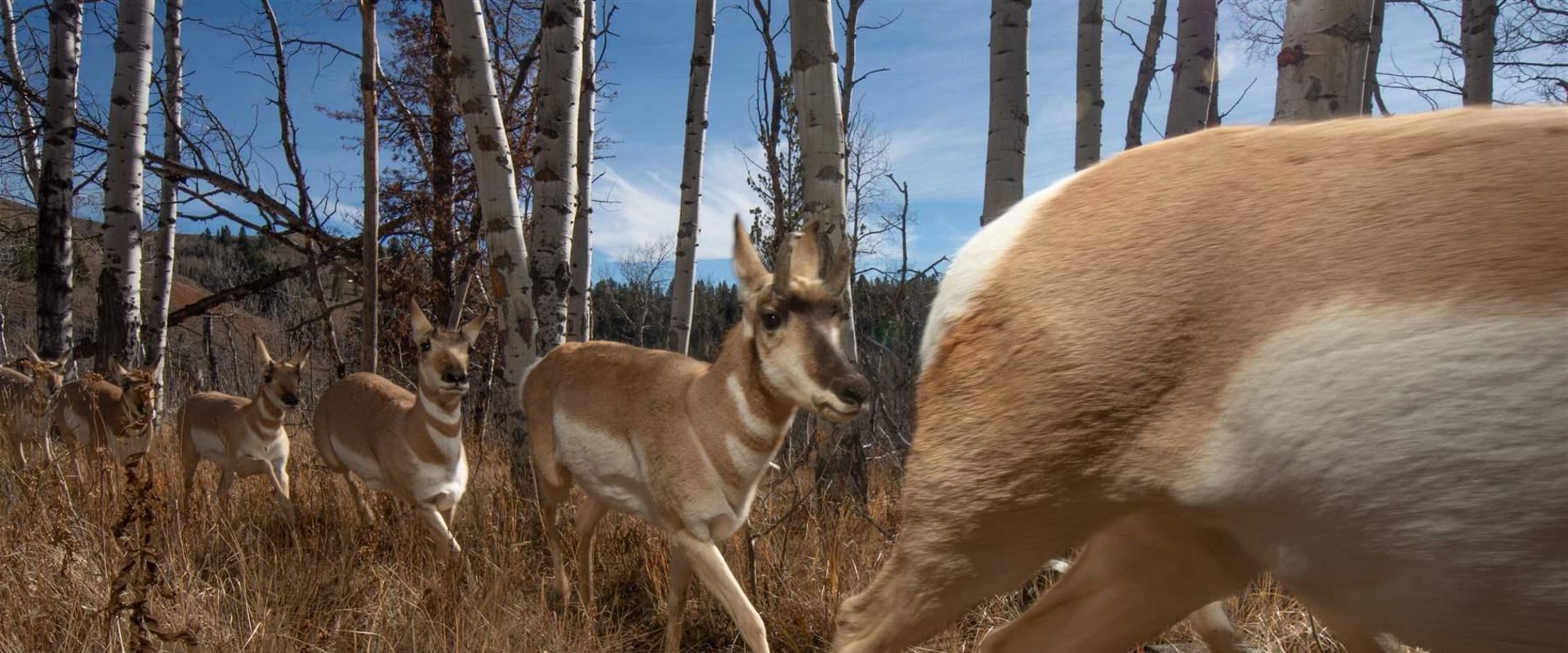 Using Technology to Reach Target Audiences in Canadian Wildlife Campaigns