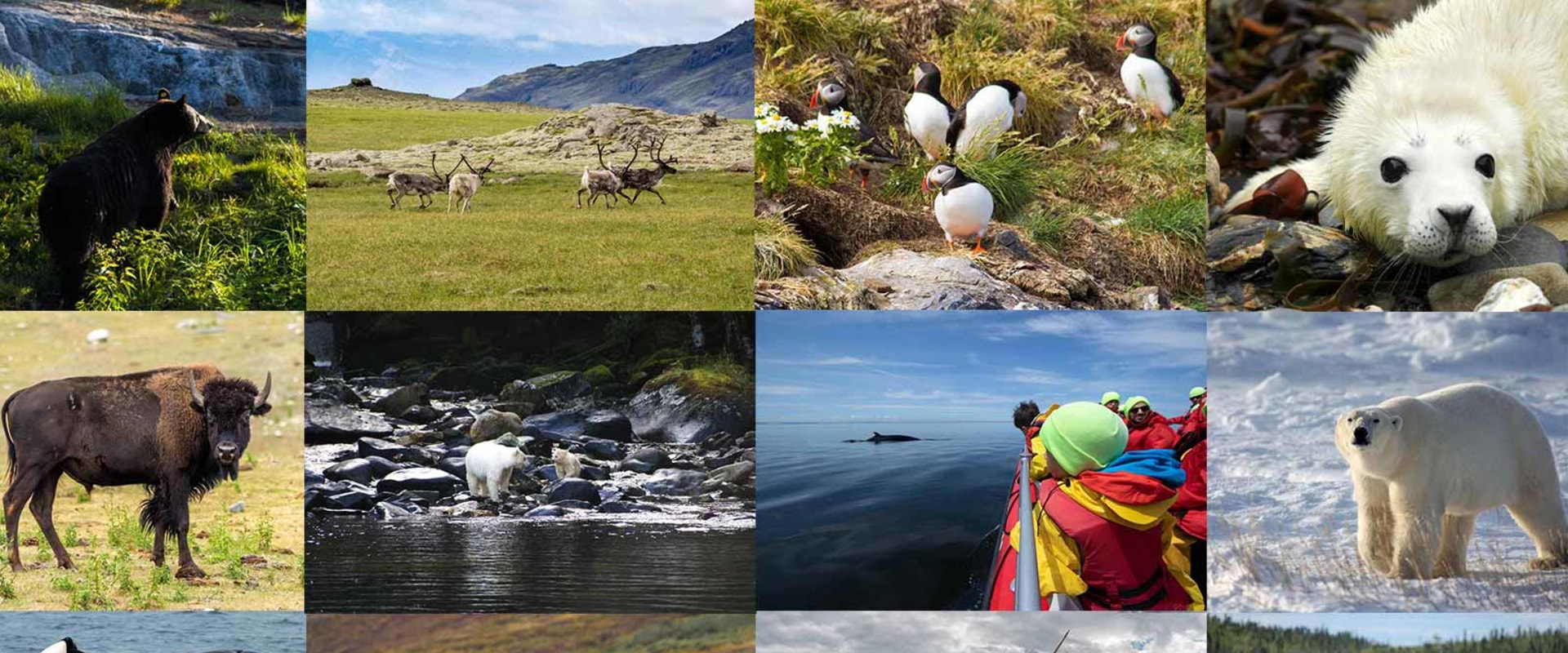 Successful Canadian Wildlife Campaigns: A Comprehensive Guide