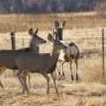 Engaging Canadians in Wildlife Conservation Efforts: A Comprehensive Guide