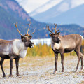 Protecting Canada's Iconic Species: The Importance Of Wildlife Campaigns