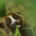 Raising Awareness for Canadian Wildlife: Exploring Different Types of Media