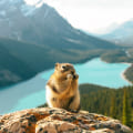 The Essential Role of Canadian Wildlife