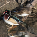 Making a Difference for Canadian Wildlife Through Events