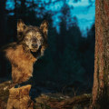 Using Direct Mail to Reach Canadian Wildlife Campaigns' Target Audiences