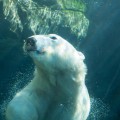 Protecting Canadian Wildlife: Organizations and Campaigns