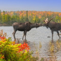 Protecting Canadian Wildlife: Resources and Campaigns for a Better Future