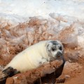 Protecting Canada's Wildlife: Research and Campaigns for Conservation