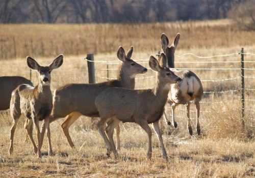 Engaging Canadians in Wildlife Conservation Efforts: A Comprehensive Guide