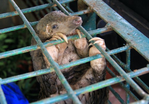 Using Traditional Media to Reach Canadian Wildlife Campaigns' Target Audiences