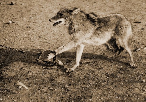 Rewards for Participating in Canadian Wildlife Campaigns: A Guide