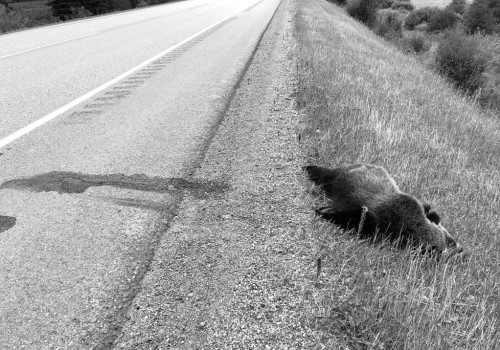 Successful Canadian Wildlife Campaigns: A Comprehensive Guide