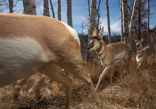 Leveraging Print Media to Reach Canadian Wildlife Campaigns' Target Audiences