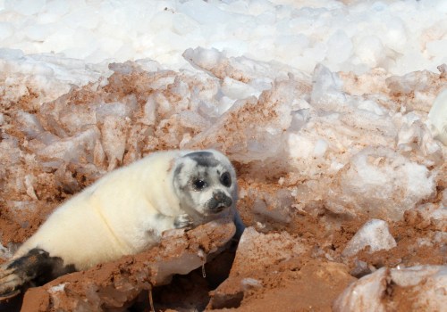 The Challenges of Canadian Wildlife Conservation: A Comprehensive Guide