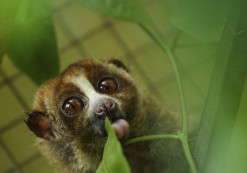Raising Awareness for Canadian Wildlife: Exploring Different Types of Media