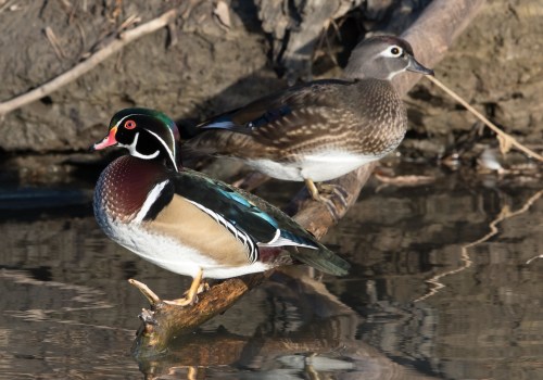 Making a Difference for Canadian Wildlife Through Events