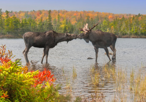 Protecting Canada's Wildlife: The Goals of Canadian Wildlife Campaigns