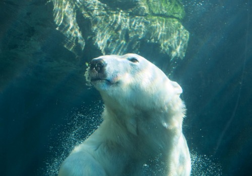 Protecting Canadian Wildlife: Organizations and Campaigns